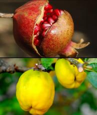 Pomegranate-Quince Balsamic